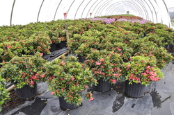 Azalea Salmon Spray — photo 3